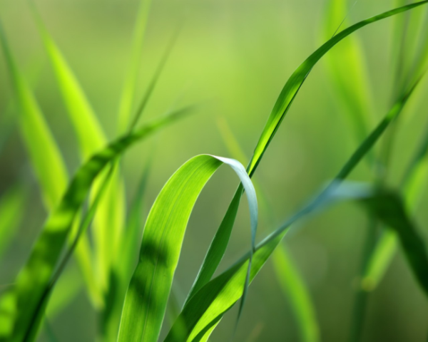 脾胃虚寒吃什么中药方子