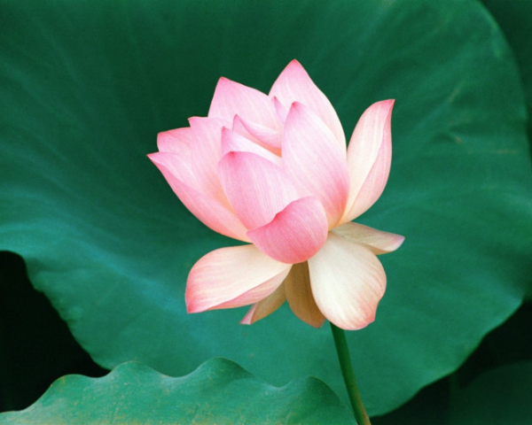 php，html标签自定义属性，网站错误代码1030