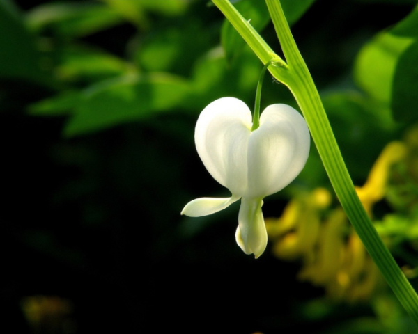 html加入购物车按钮代码