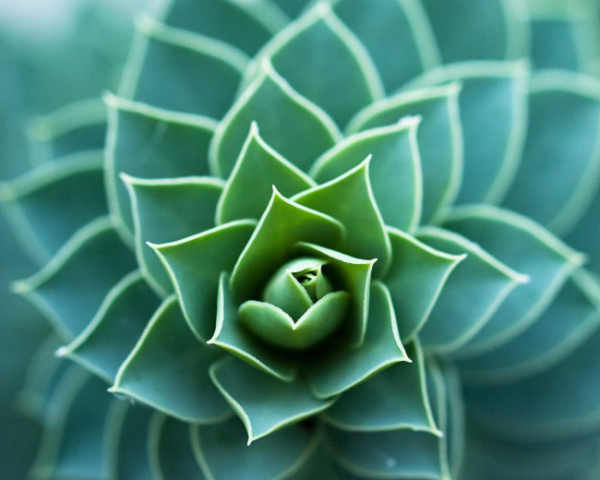 口臭脾胃弱药方有哪些中药