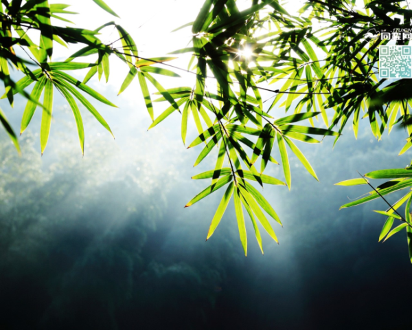 html文本标签属性是
