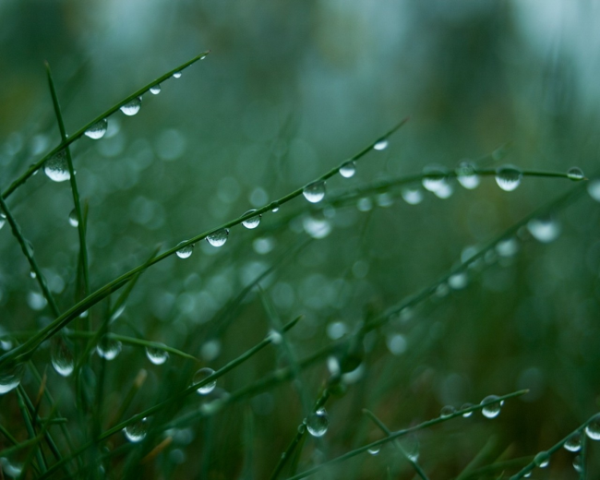 预防感冒用什么水果好,水果琵琶营养成分 预防感冒用什么水果好,水果琵琶营养成分