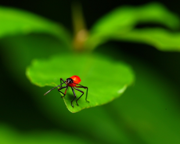 html网页设计模板资料
html属性只可加在起始标签