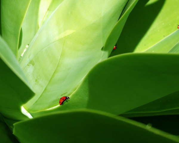 将血压的中药方，高血压上肢麻木中药方