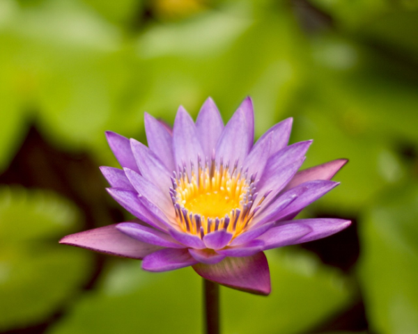 高血压冠心病心绞痛中药方,脾虚手上生湿疹怎么办吃什么药 高血压冠心病心绞痛中药方,脾虚手上生湿疹怎么办吃什么药