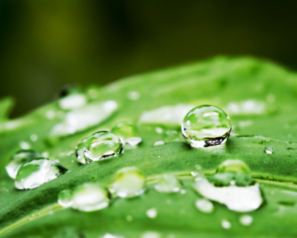 小儿健脾胃中药方子，高血压中药药方通用型药物