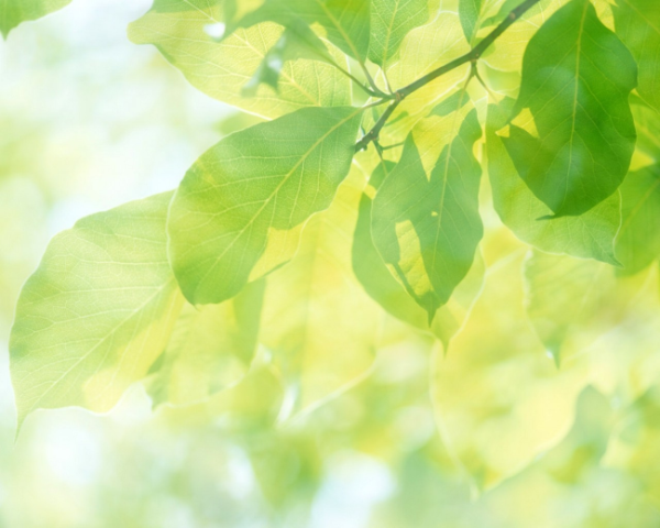 HTML中图片的标签的属性有
