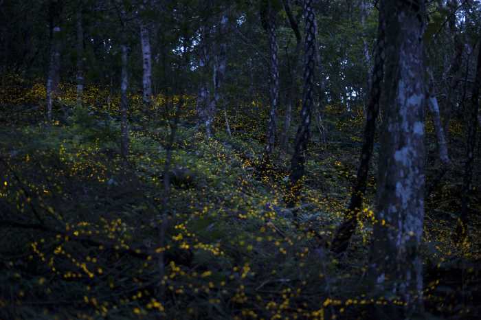 疏通血管奇效中药方子 疏通血管奇效中药方子