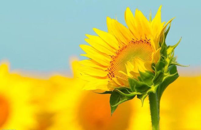 西海情歌经典句子（精选170句）