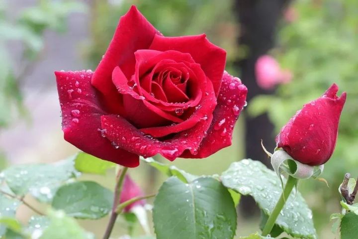 狗今天生肖运势（2024-02/29日）