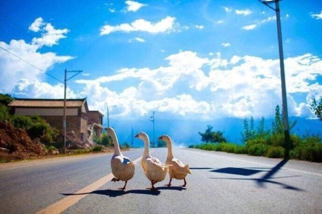 虎今天生肖运势（2023-04/29日）