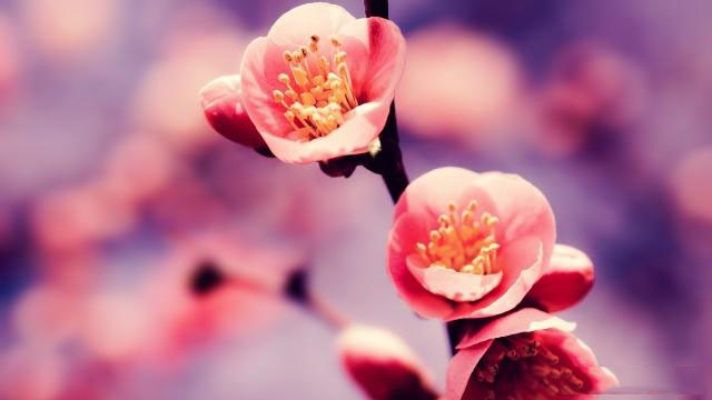 鸡今天生肖运势（2023-12/27日）